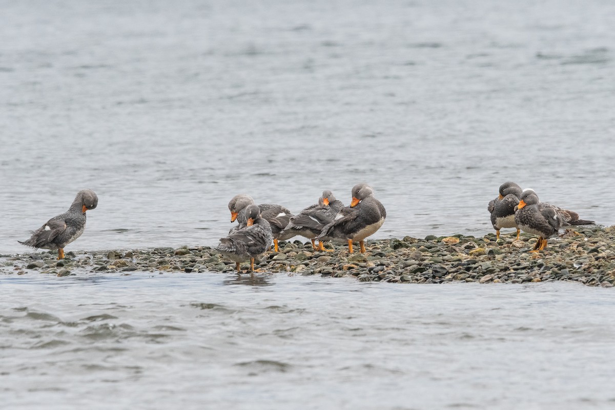 オオフナガモ - ML645964842