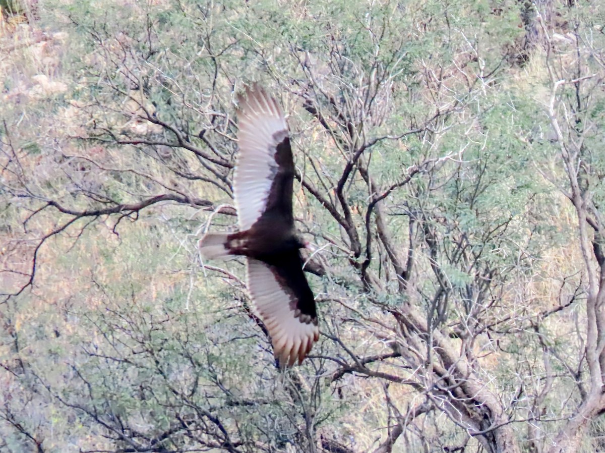 Aura Gallipavo - ML645964848