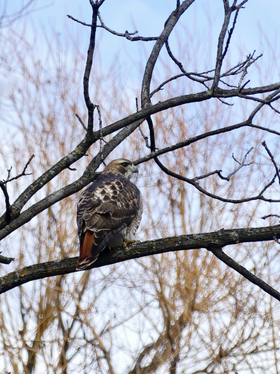 káně rudochvostá - ML645964850