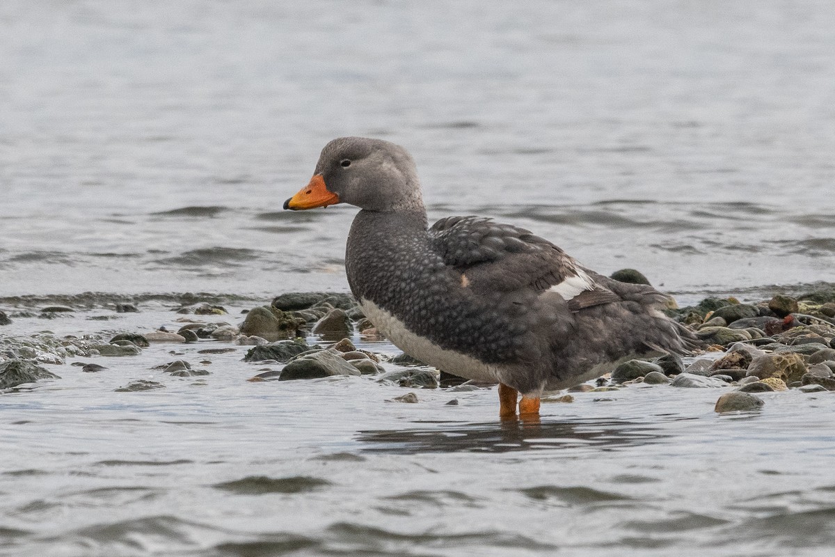 オオフナガモ - ML645964856