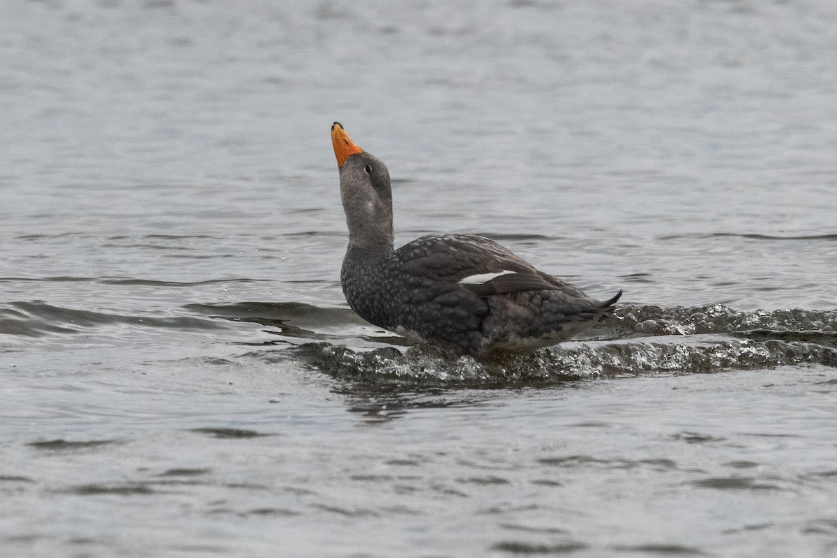 オオフナガモ - ML645964857