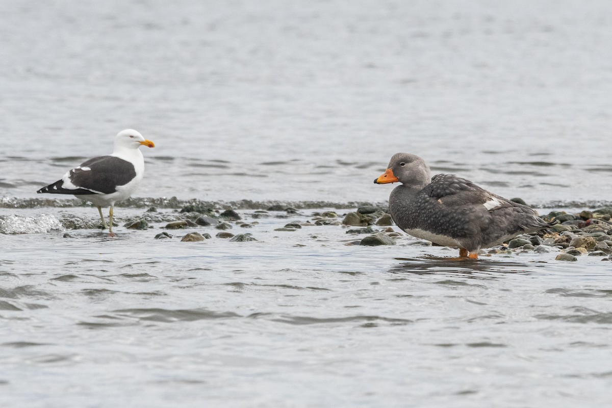 オオフナガモ - ML645964858