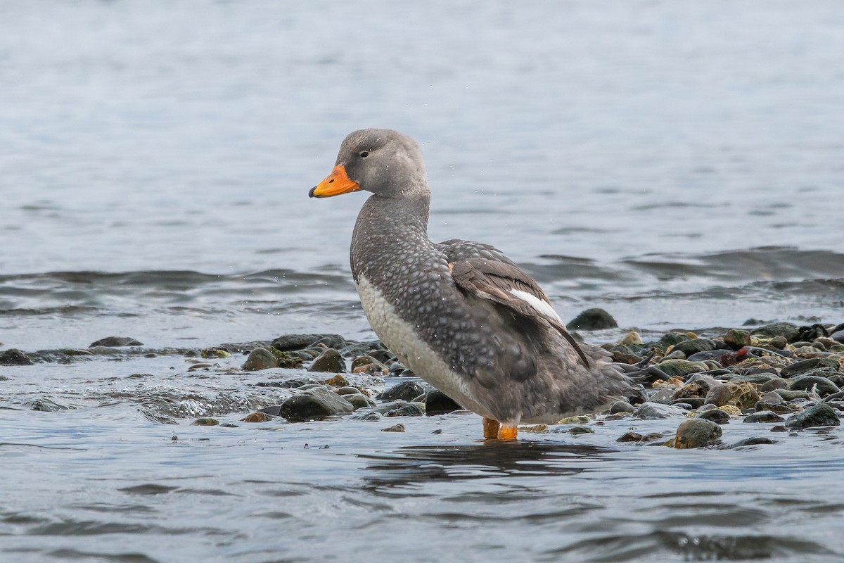 オオフナガモ - ML645964859