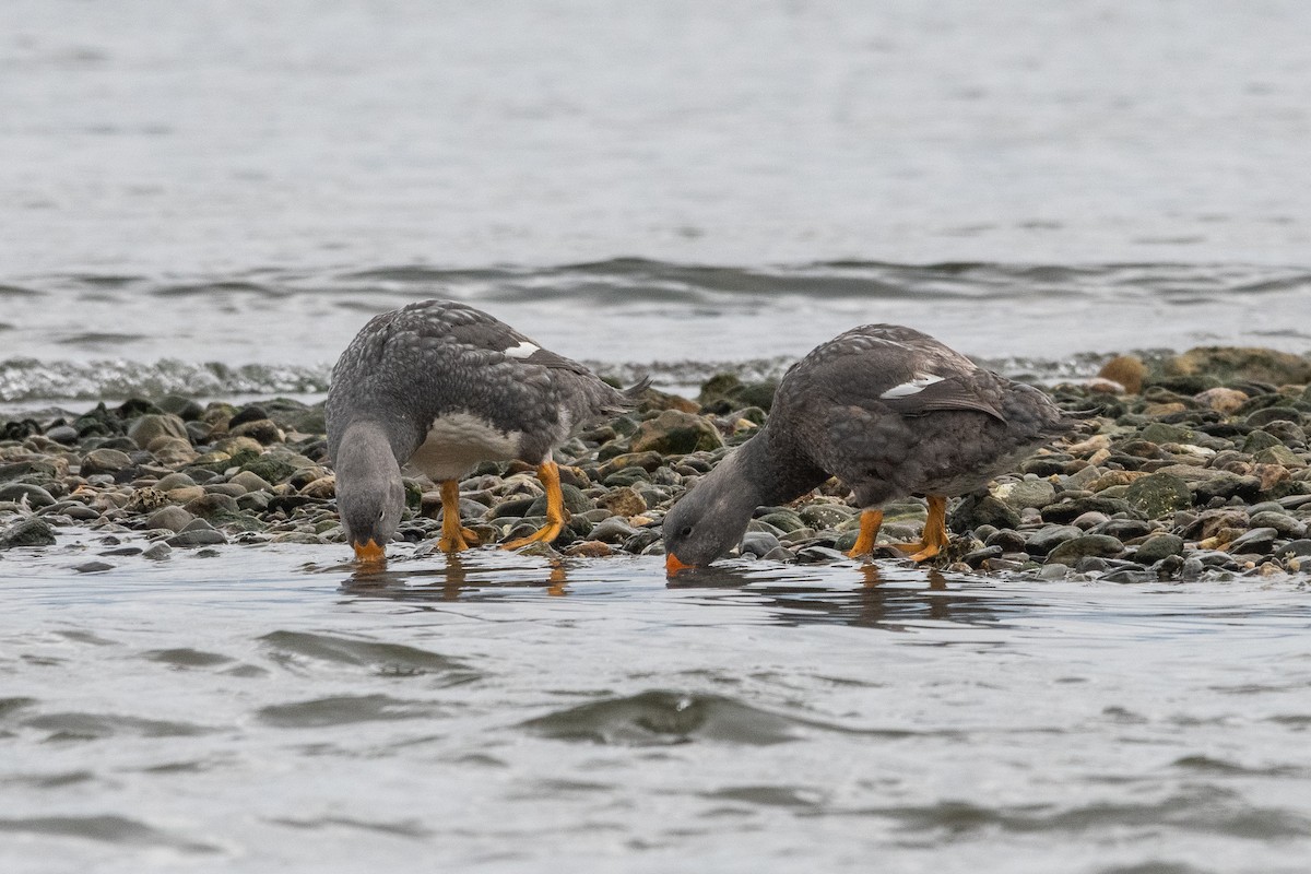 オオフナガモ - ML645964860