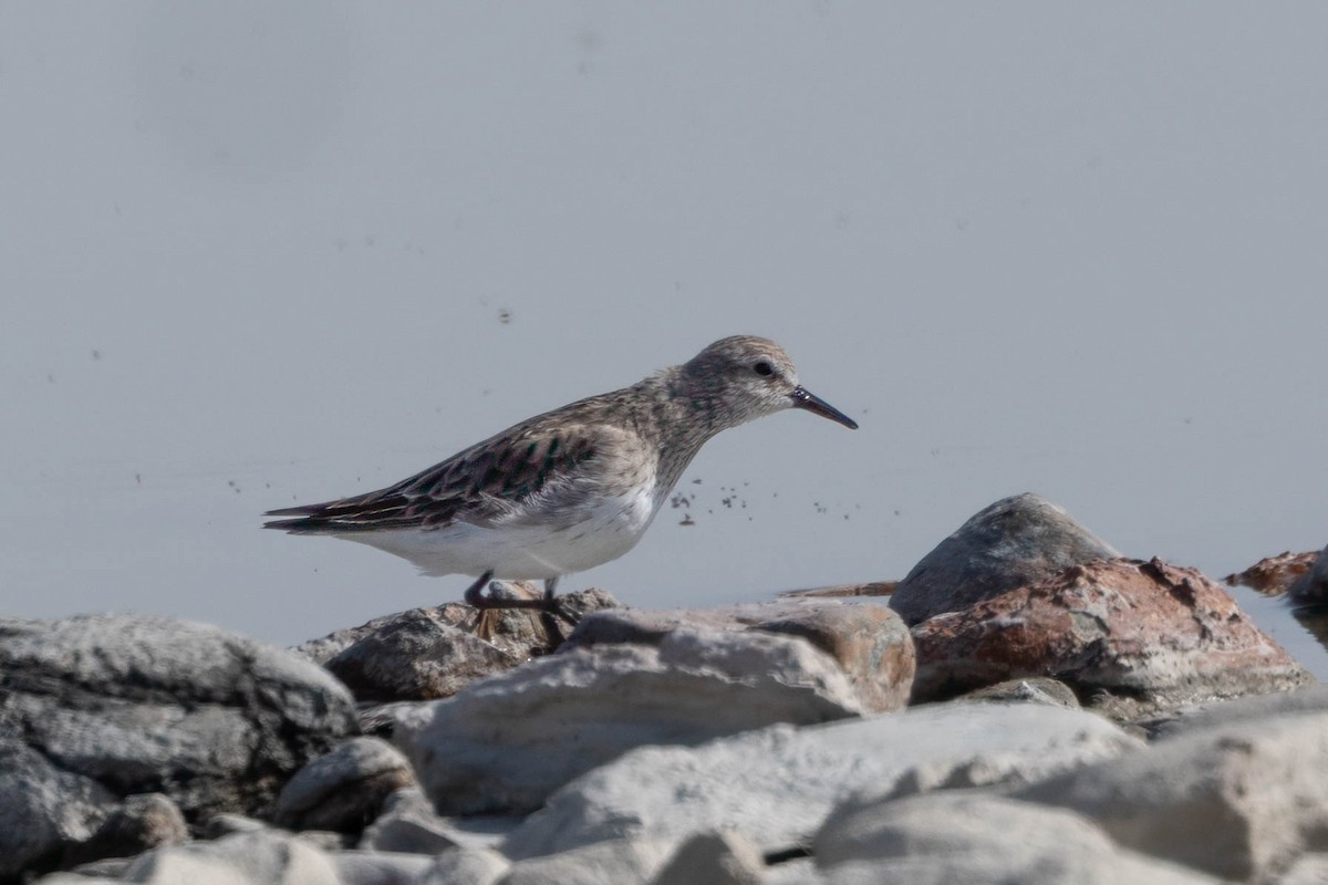 White-rumped Sandpiper - ML645964861