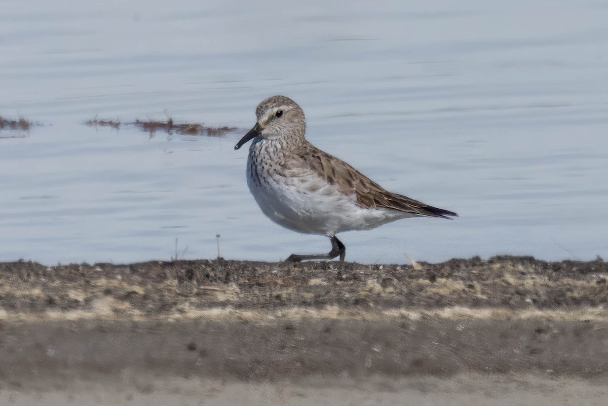 White-rumped Sandpiper - ML645964862