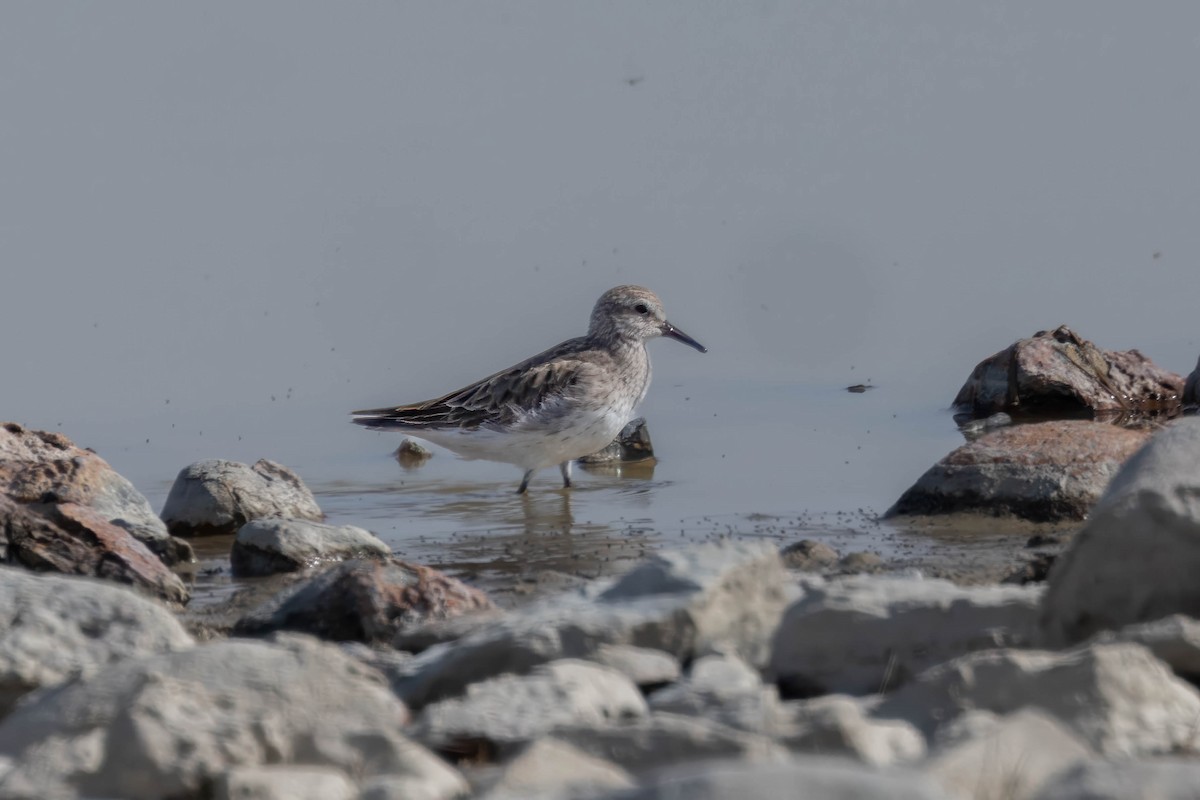 White-rumped Sandpiper - ML645964863