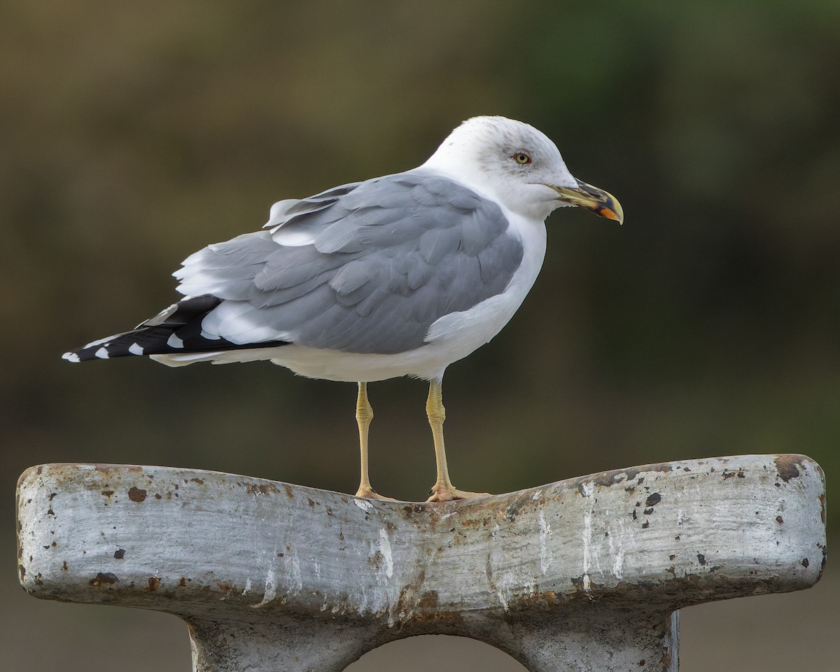 Yellow-legged Gull - ML645964867