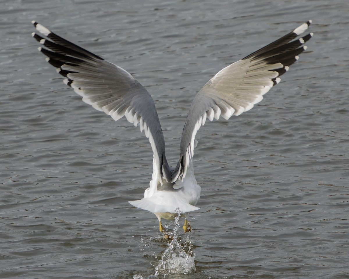 Yellow-legged Gull - ML645964870