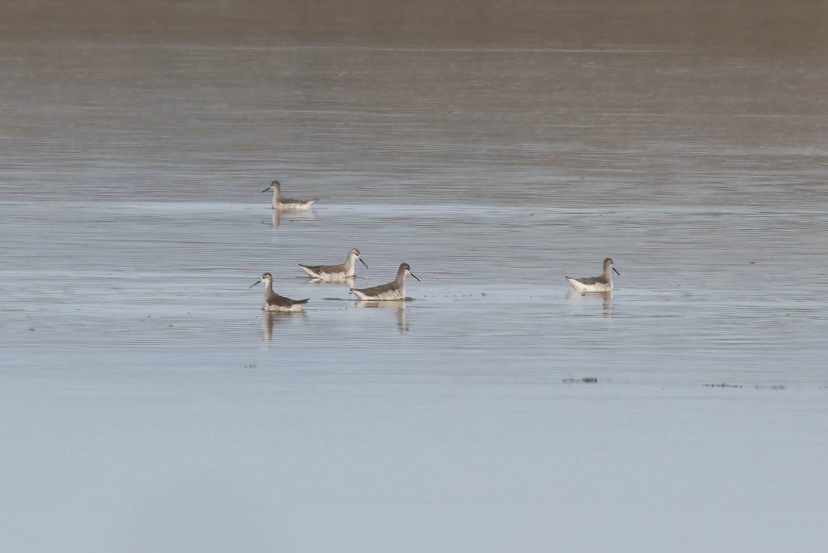 Wilson's Phalarope - ML645964874