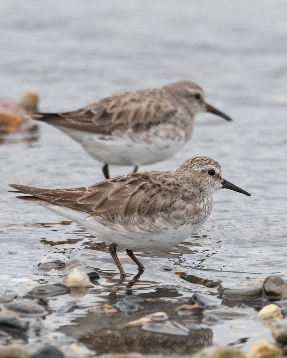 White-rumped Sandpiper - ML645964877