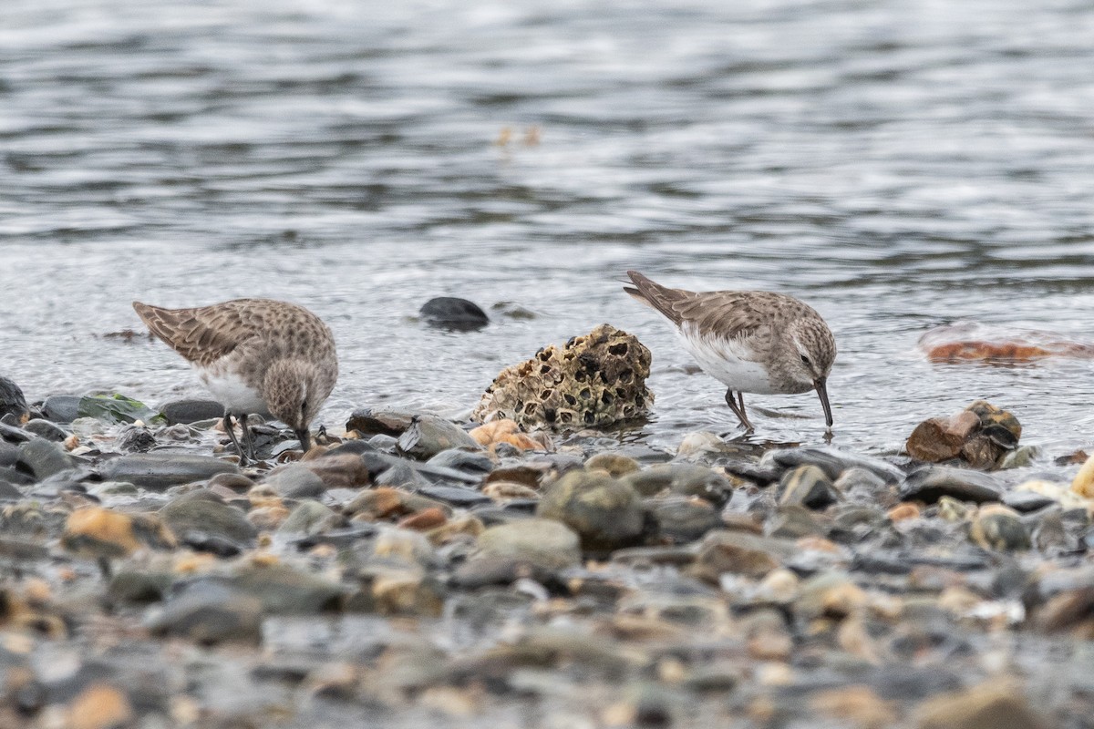 White-rumped Sandpiper - ML645964878