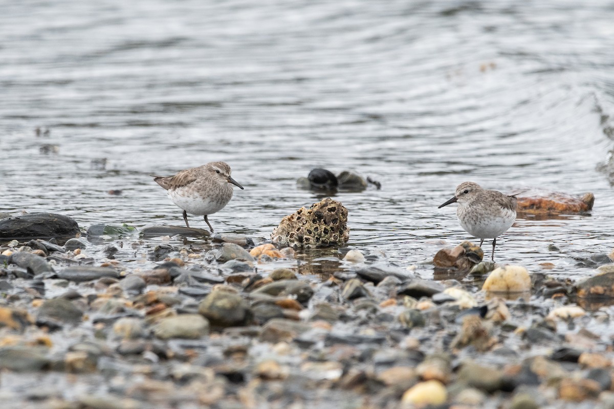 White-rumped Sandpiper - ML645964879
