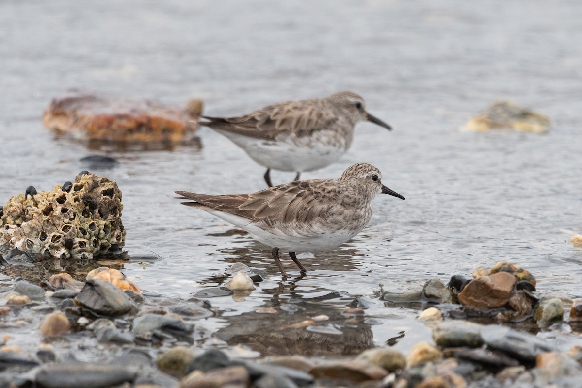 White-rumped Sandpiper - ML645964880