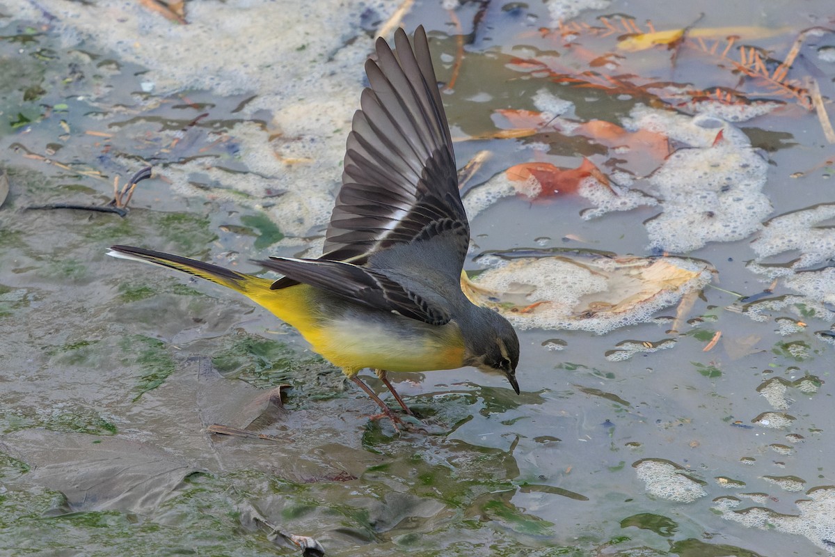 Уулын цэгцгий - ML645964881