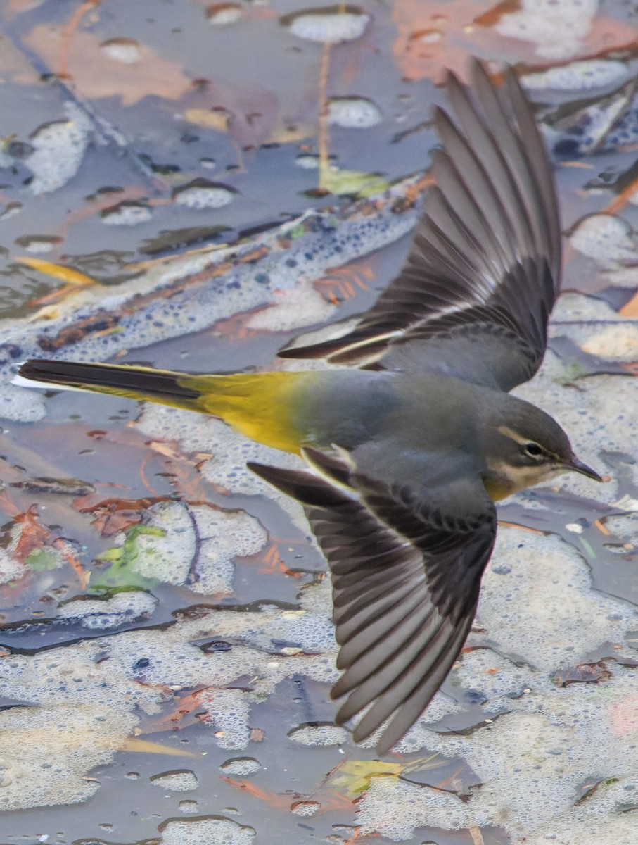 Уулын цэгцгий - ML645964886