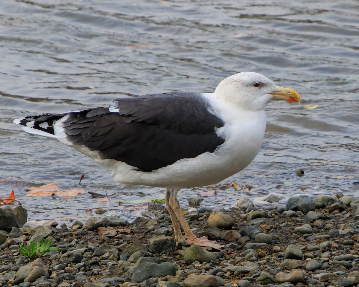 Great Black-backed Gull - ML645964890
