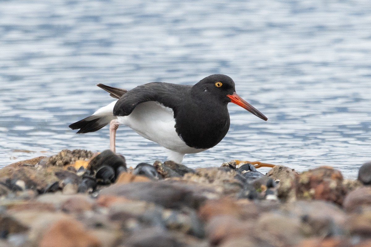 Magellanic Oystercatcher - ML645964891
