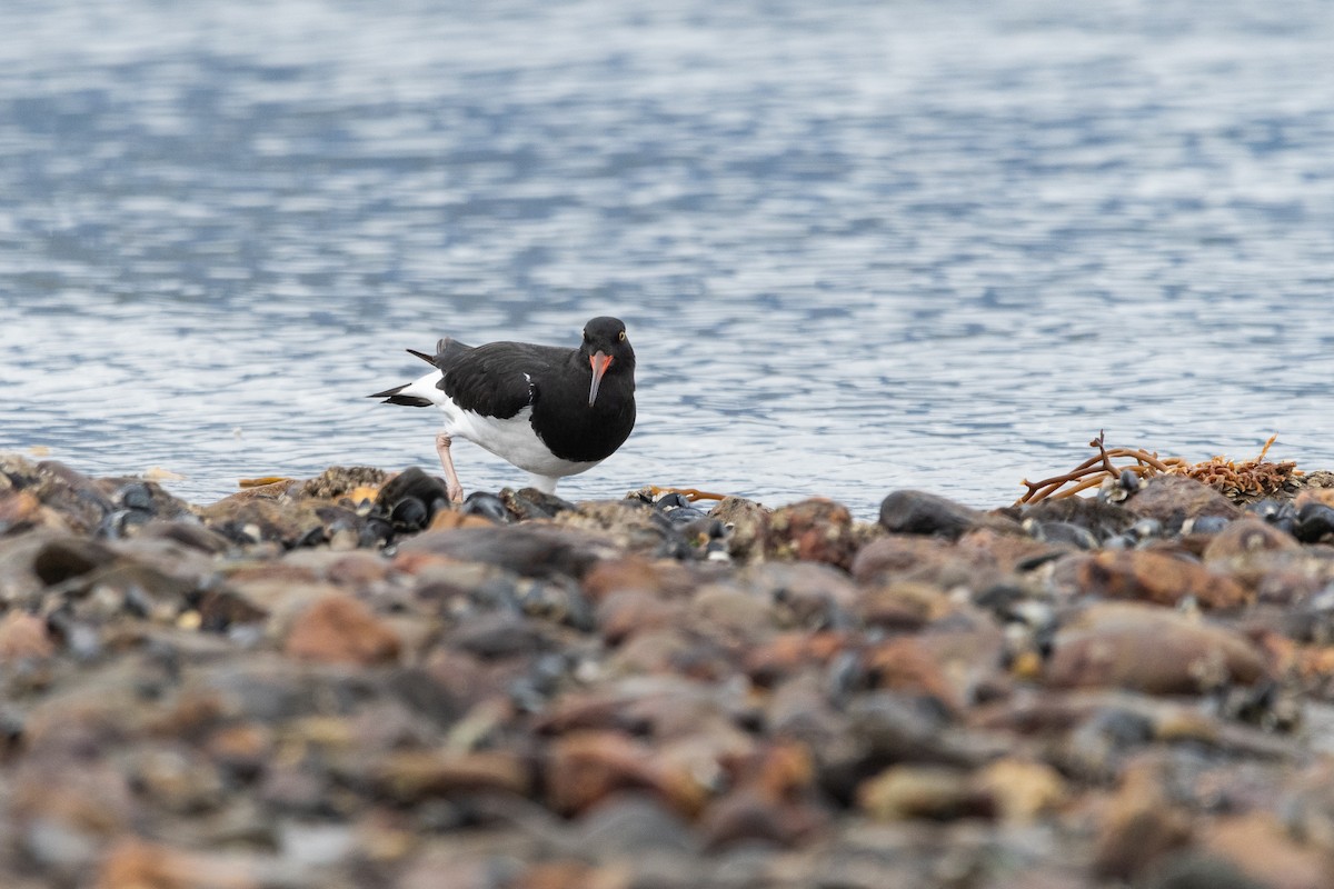 Magellanic Oystercatcher - ML645964892