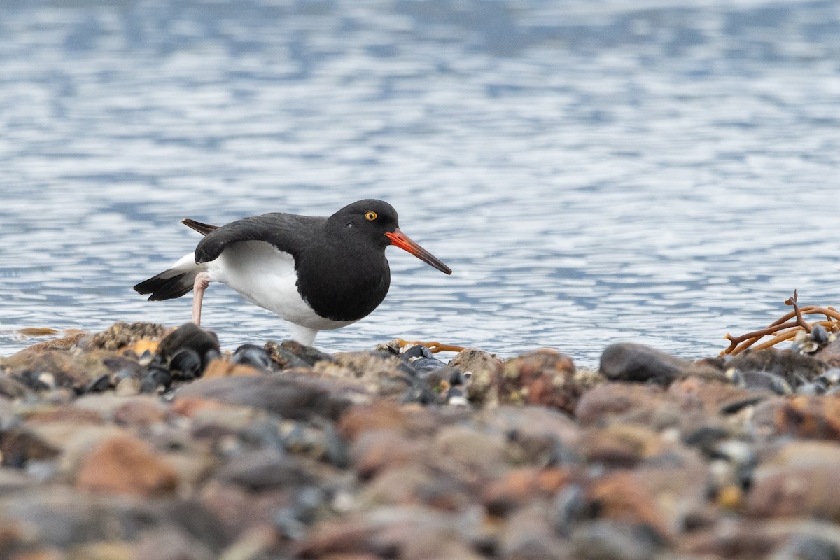 Magellanic Oystercatcher - ML645964893