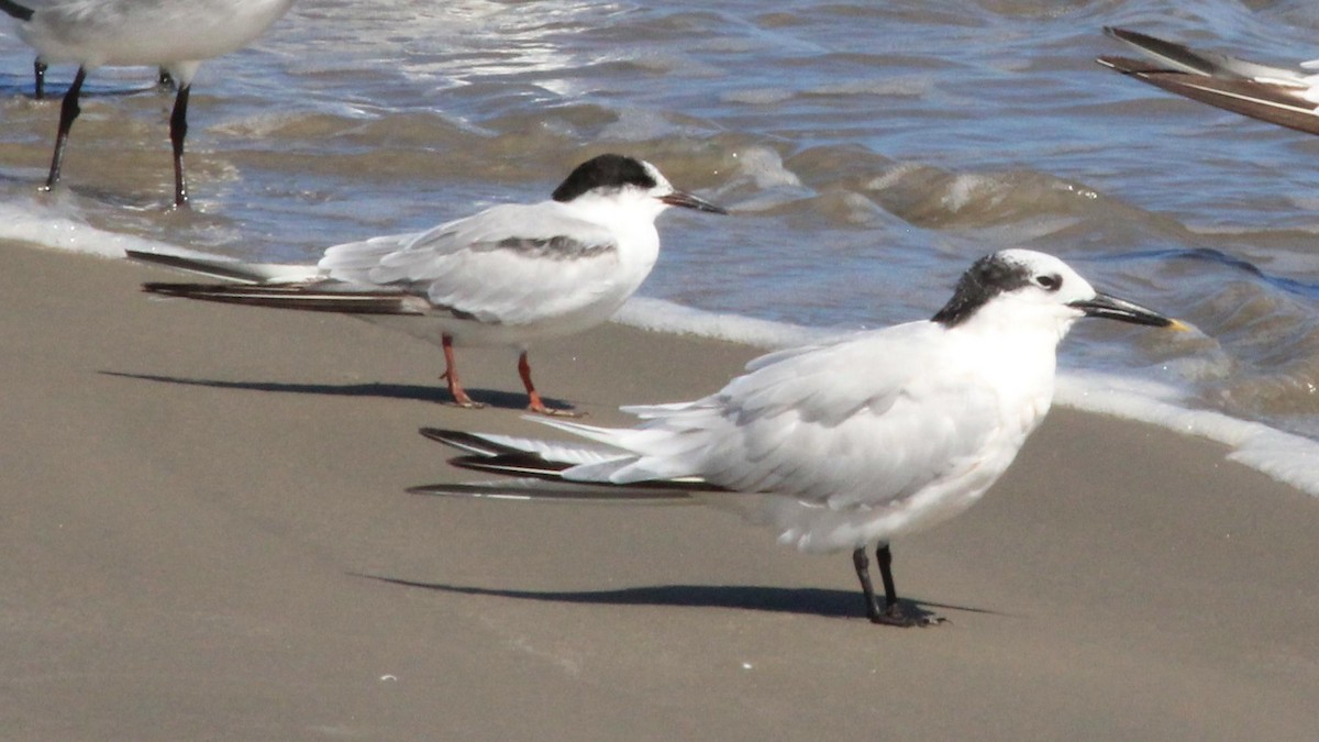 Common Tern - ML645964894