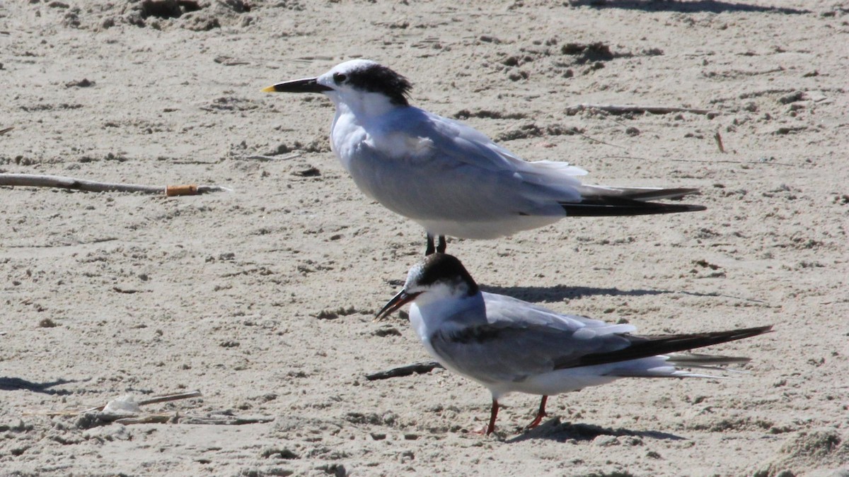 Common Tern - ML645964895