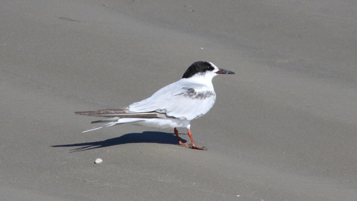 Common Tern - ML645964896