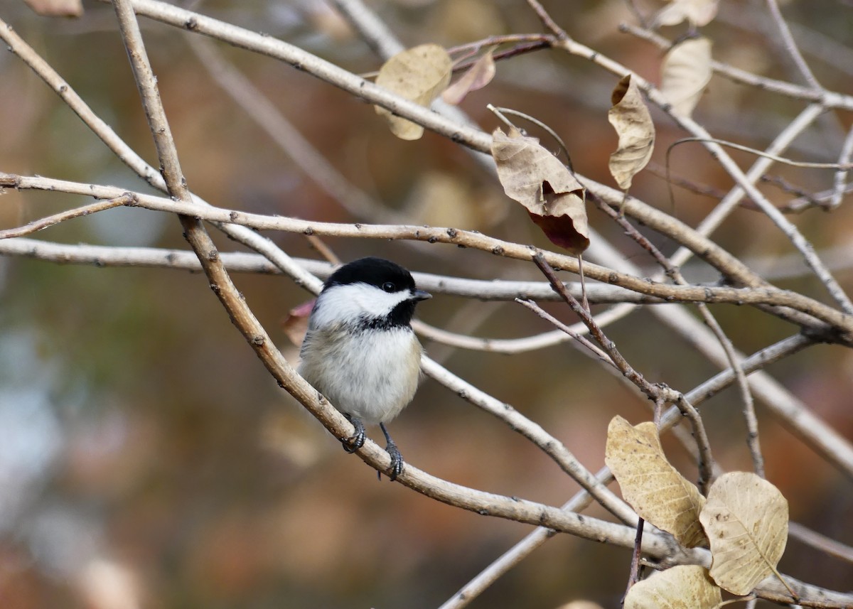sýkora černohlavá - ML645964897