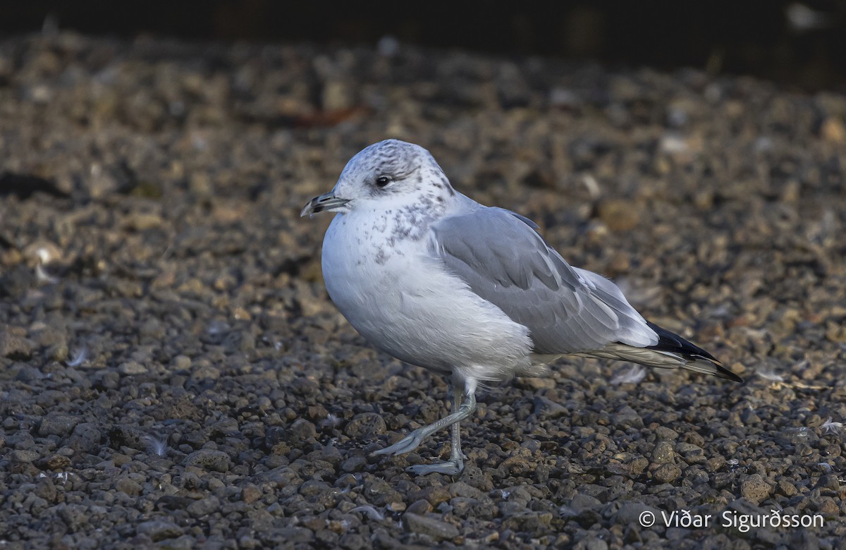 Common Gull - ML645964898