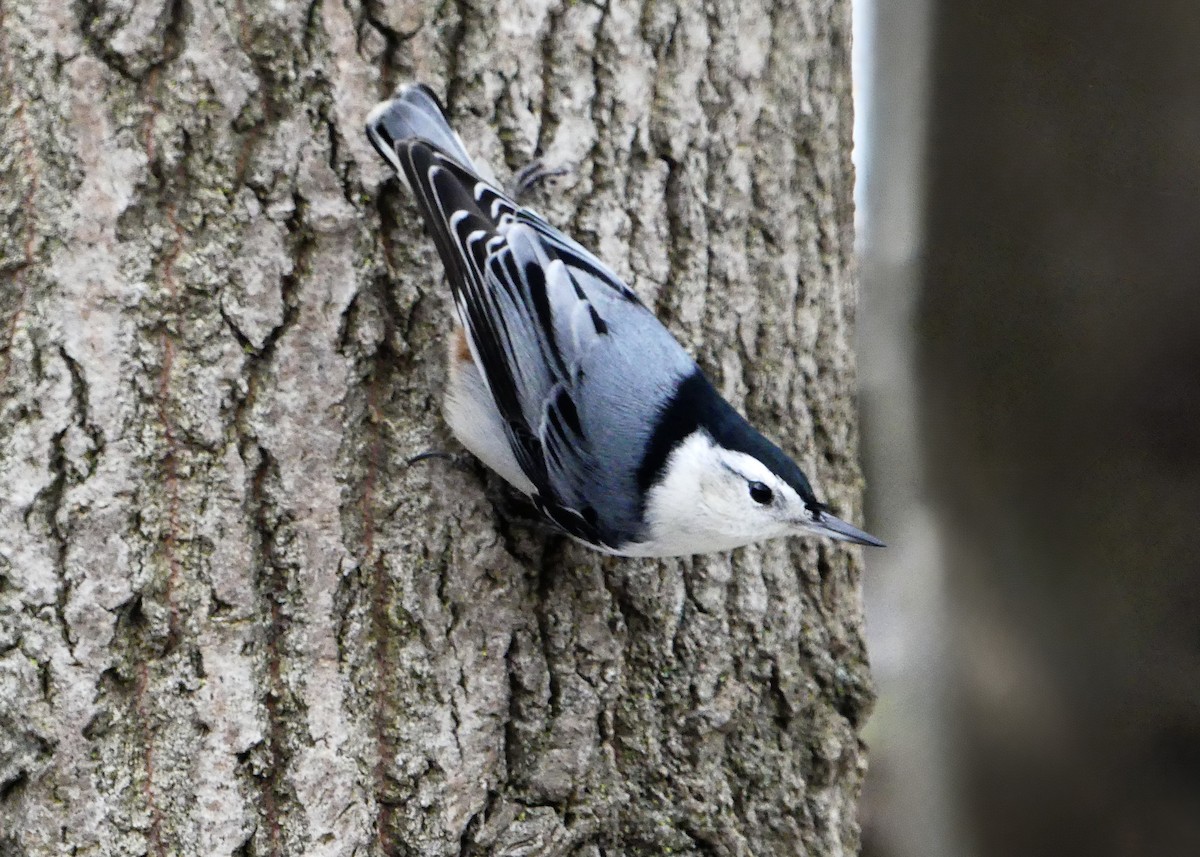 Sittelle à poitrine blanche - ML645964902