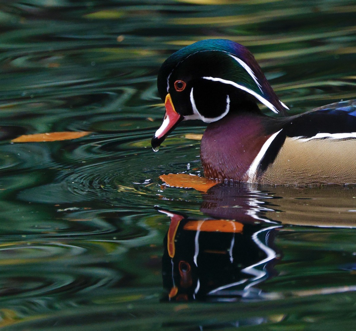 kachnička karolínská - ML645964906