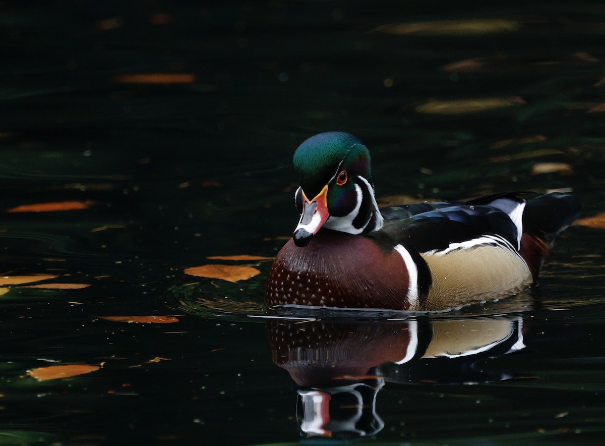 kachnička karolínská - ML645964907