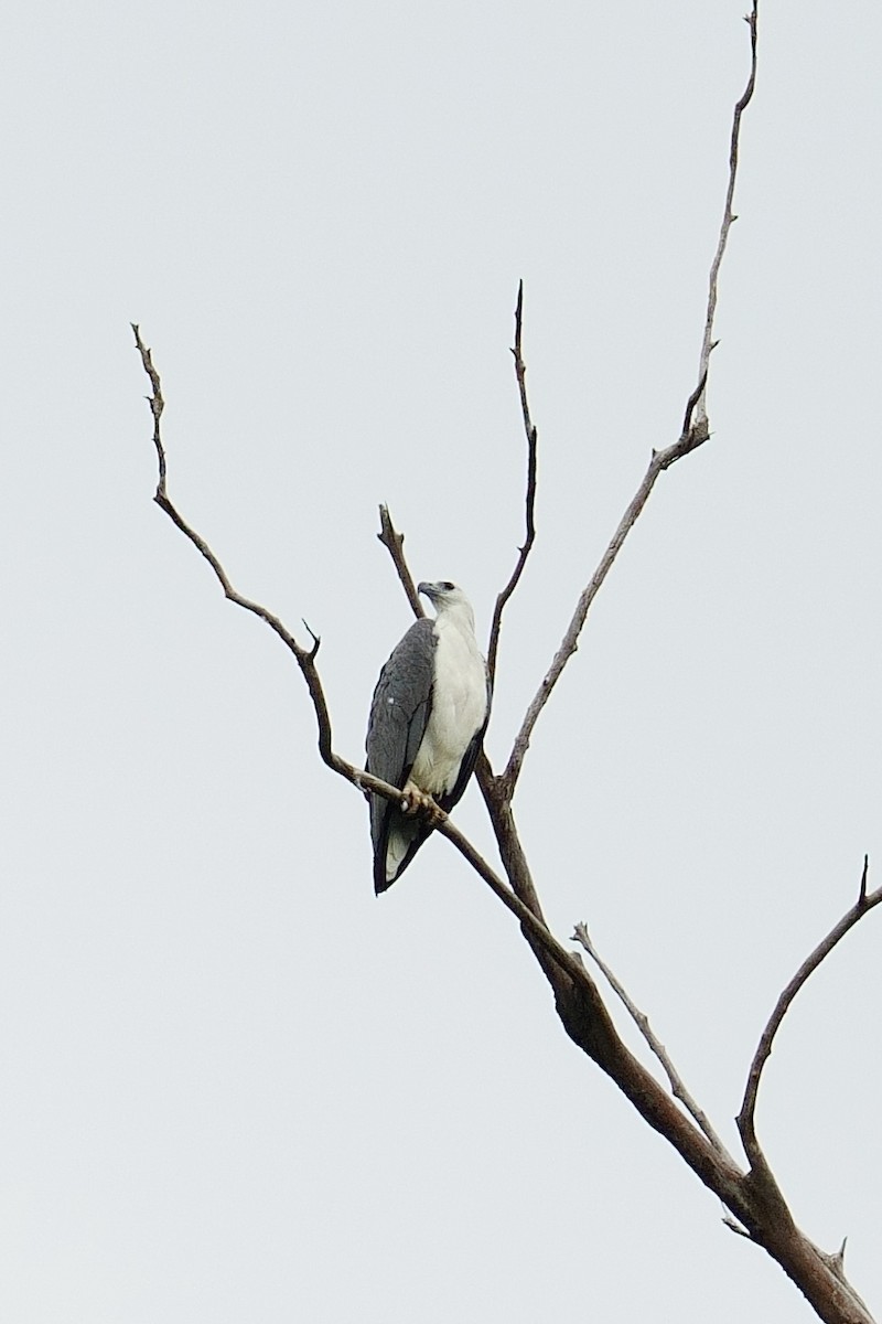 hvitbukhavørn - ML645964909