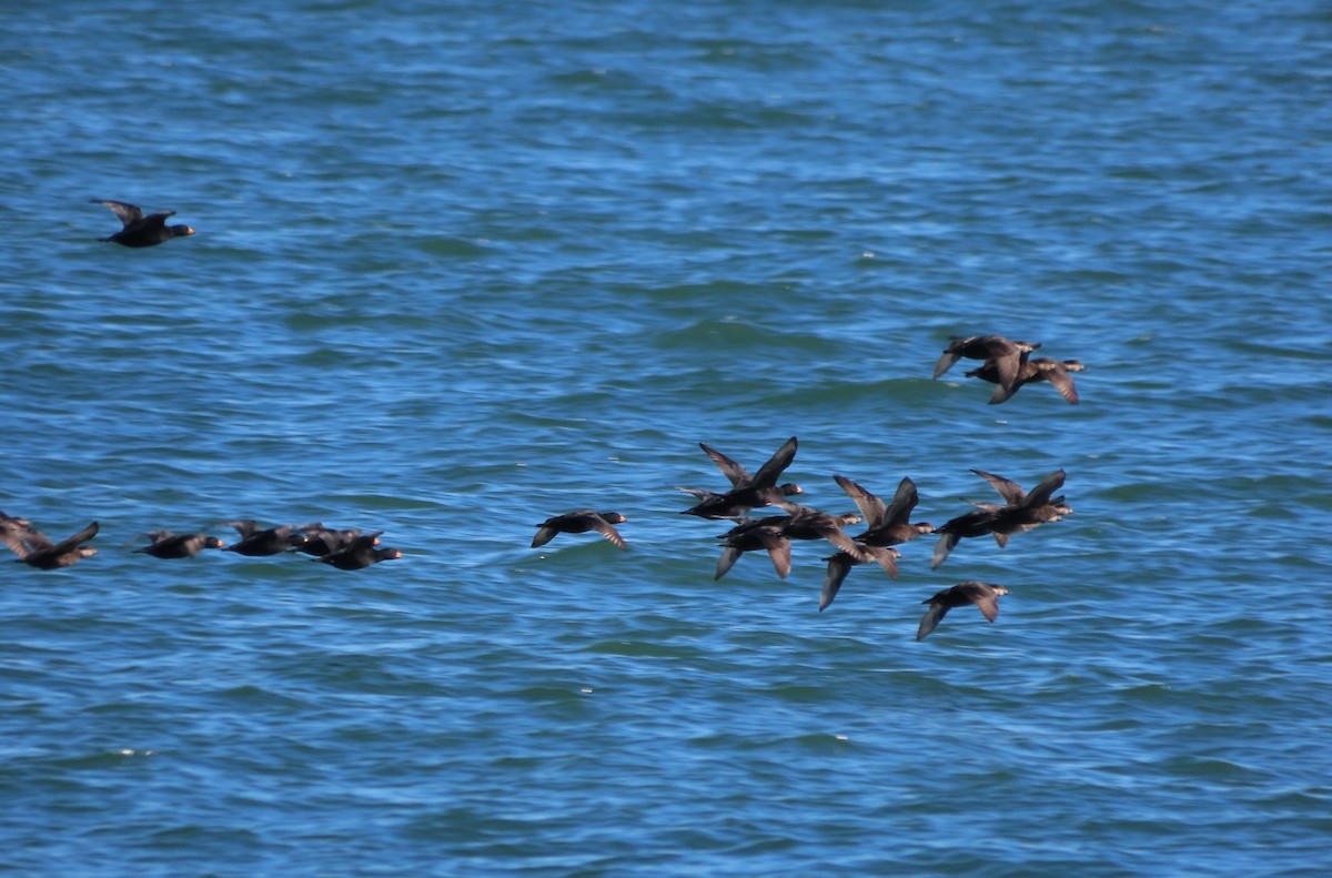 Black Scoter - ML645964932