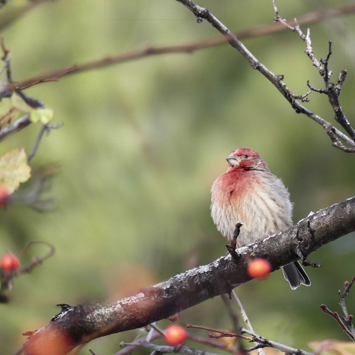 hýl rudoprsý - ML645964933