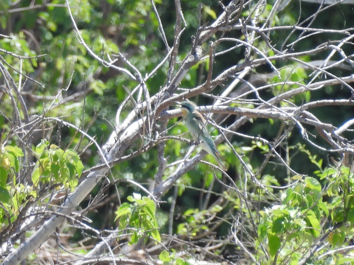 Blue-cheeked Bee-eater - ML645964934