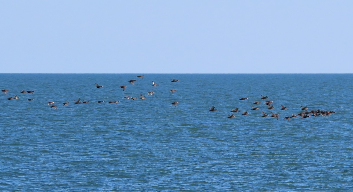 Black Scoter - ML645964935