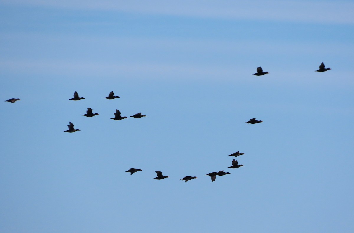 Black Scoter - ML645964937