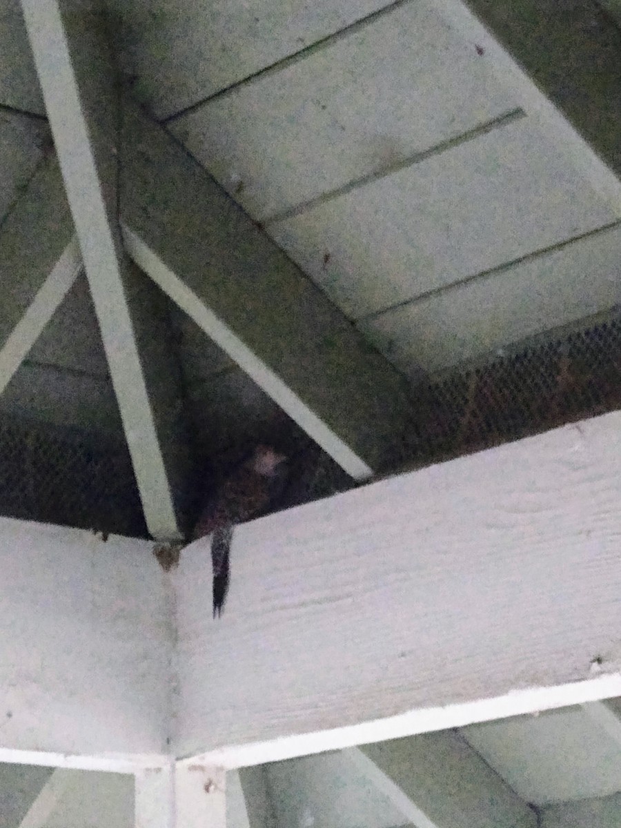 Northern Flicker - ML645964938