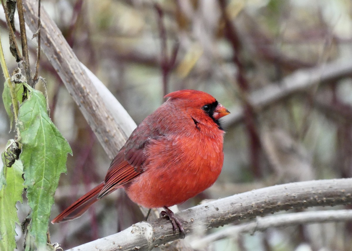 Northern Cardinal - ML645964939