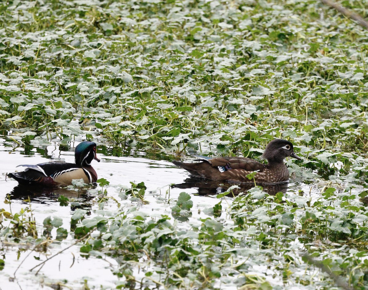 kachnička karolínská - ML645964946