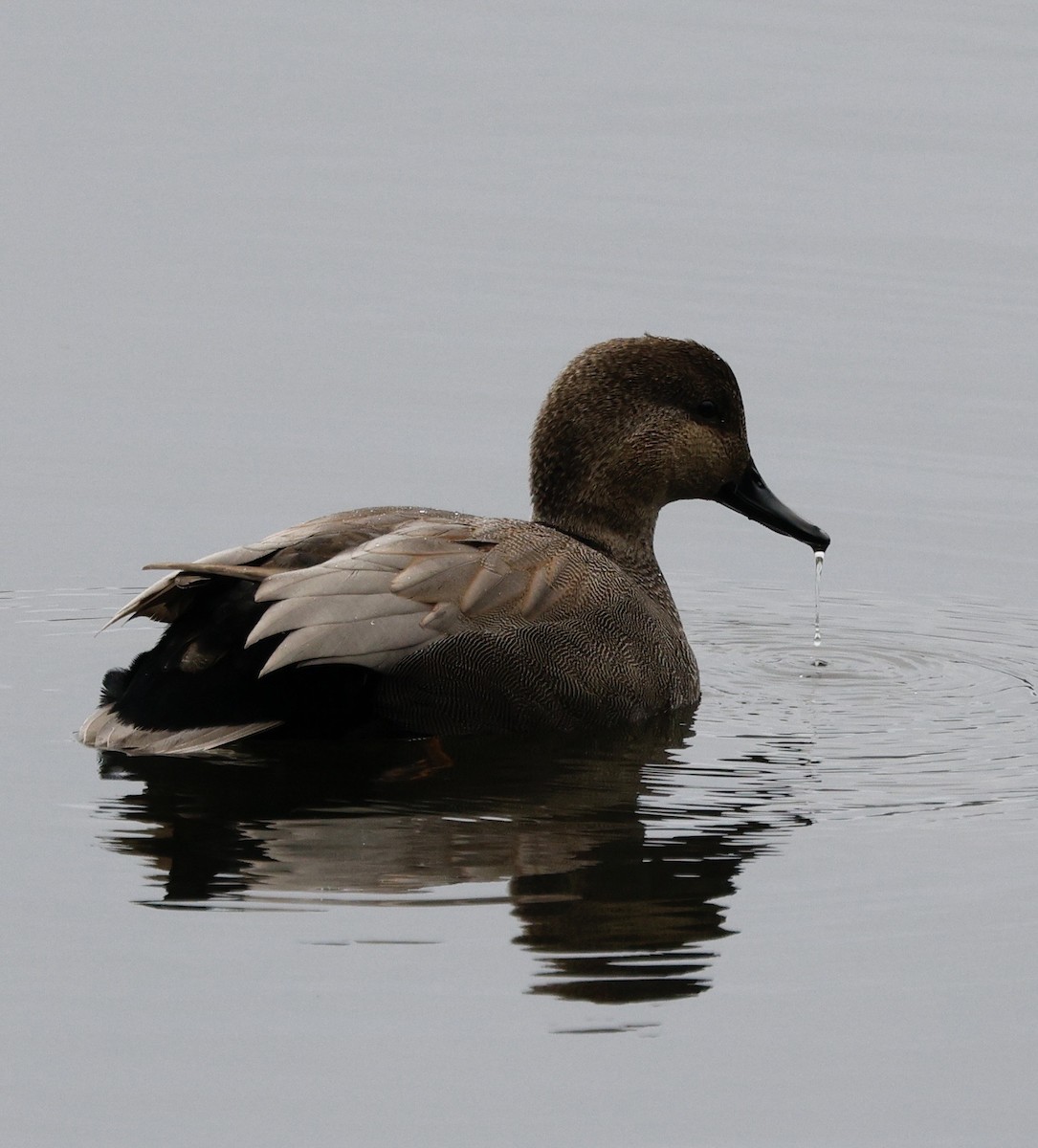 kopřivka obecná - ML645964950