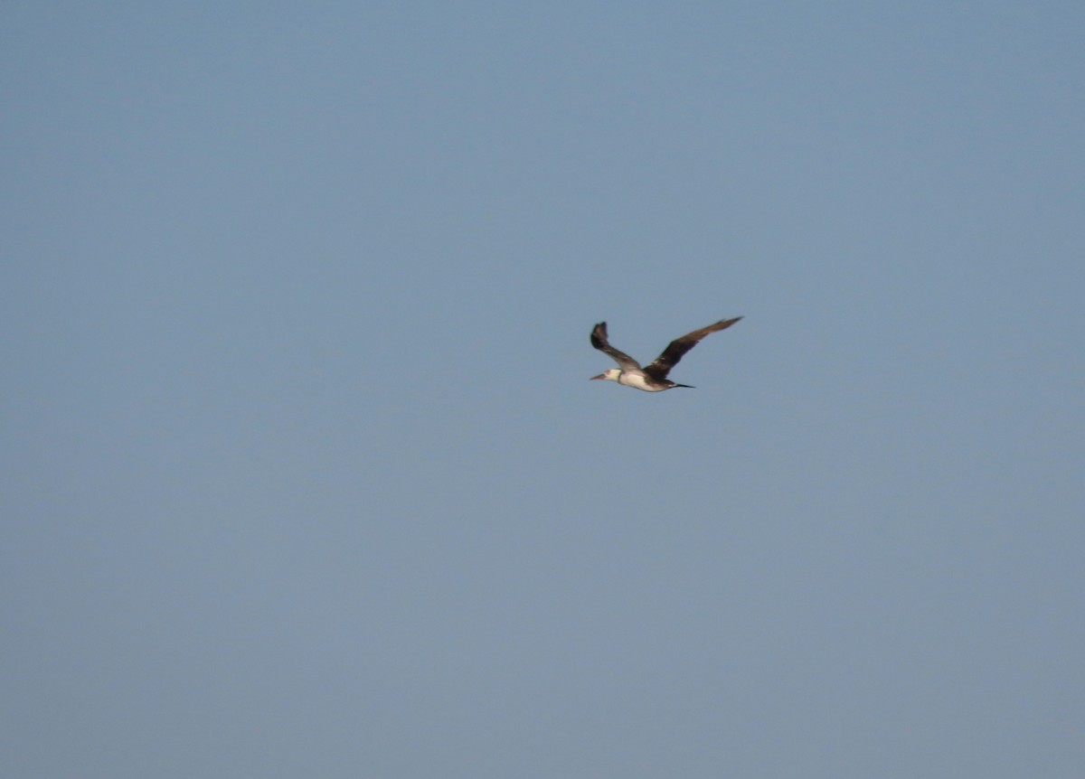 Northern Gannet - ML645964954