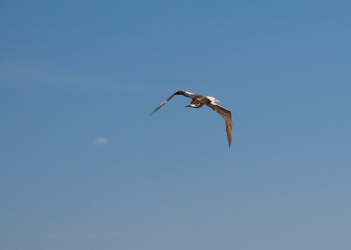 Northern Gannet - ML645964958