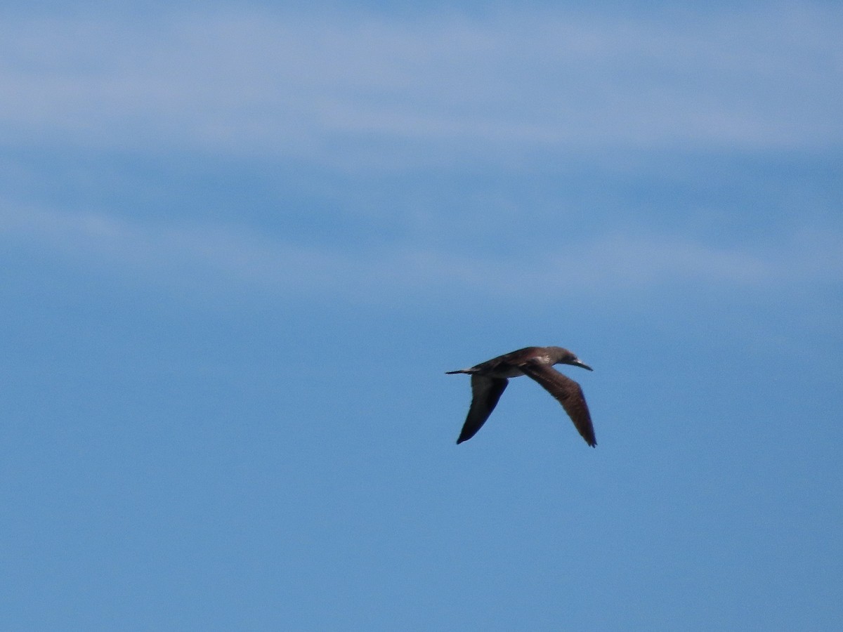 Northern Gannet - ML645964961