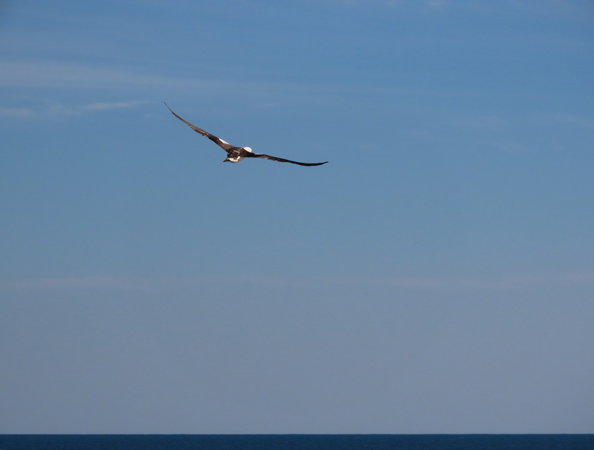 Northern Gannet - ML645964962