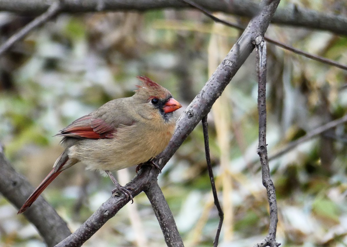 Northern Cardinal - ML645964963
