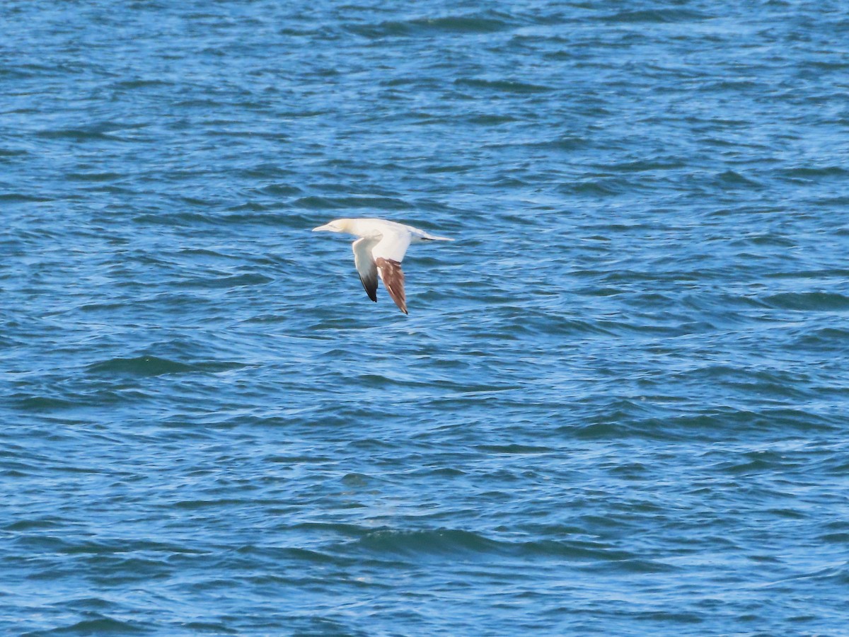 Northern Gannet - ML645964968