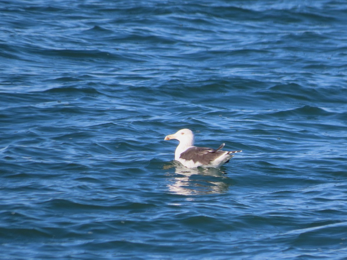 Büyük Kara Sırtlı Martı - ML645964969