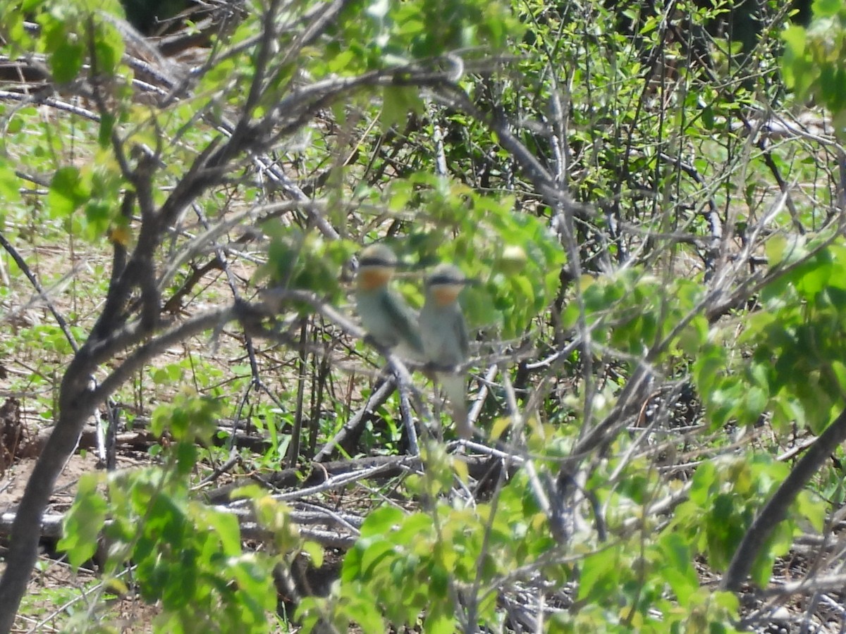 Blue-cheeked Bee-eater - ML645964971